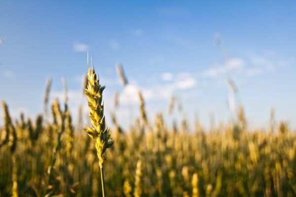 natuur, gras, horizon, wolk, fabriek, hemel