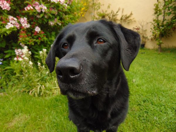 câine,portret,cățeluș,mamifer,negru,grădină