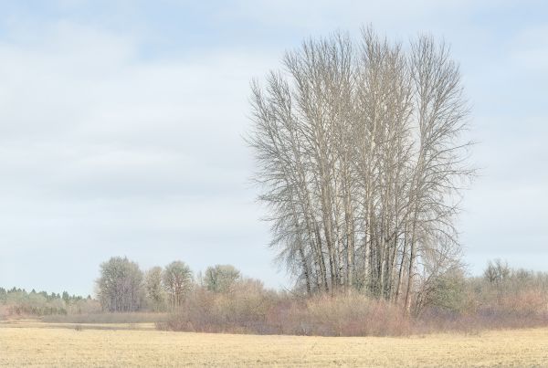 Landschaft, Baum, Natur, Gras, Winter, Pflanze