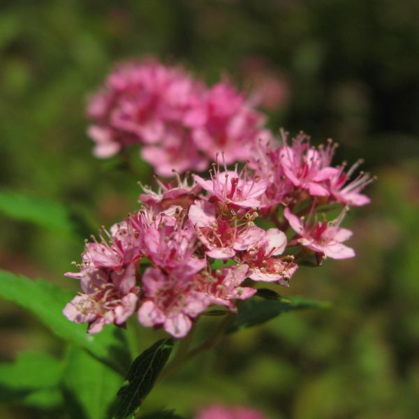 fleur,plante,fleur,haute,herbe,botanique