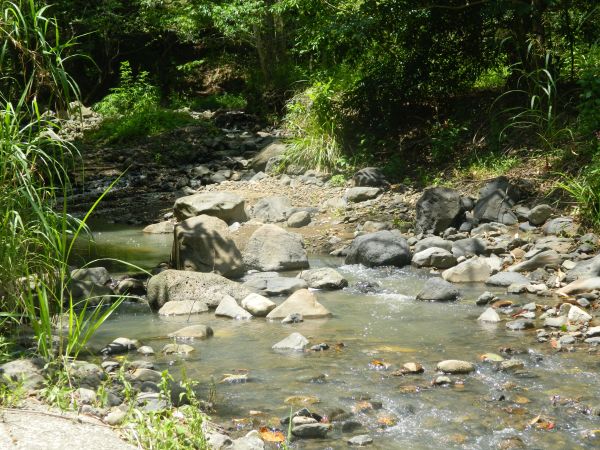 peisaj, copac, apă, natură, pădure, în aer liber