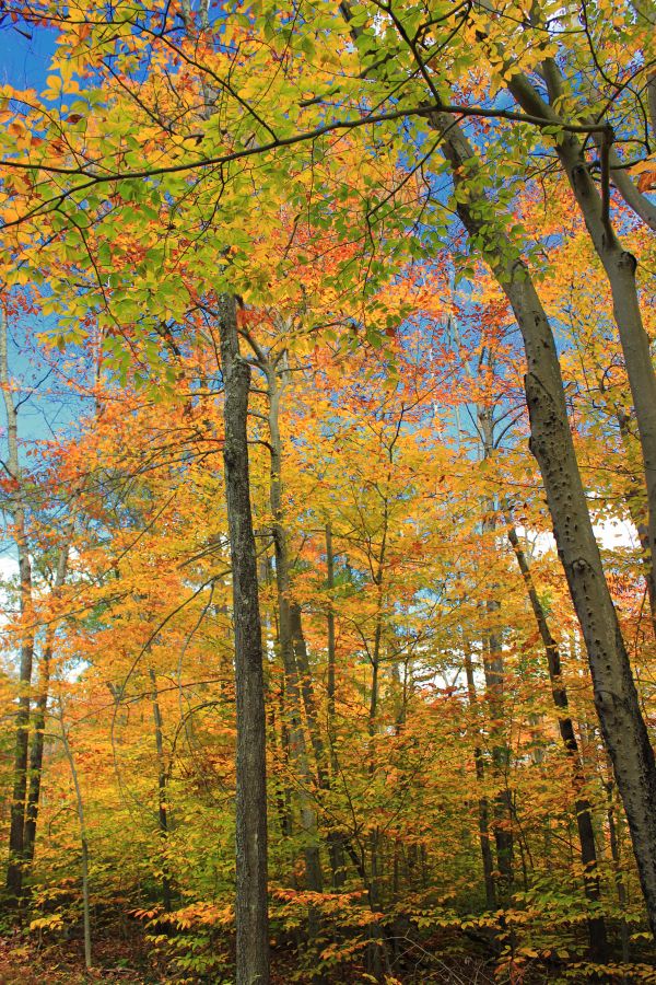 arbre, la nature, forêt, branche, plante, lumière du soleil