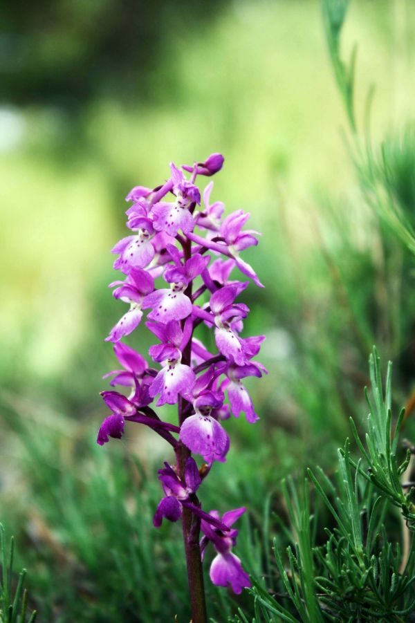 la nature,plante,fleur,botanique,flore,Fleur sauvage