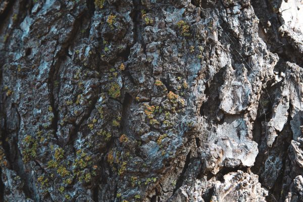 arbre, la nature, forêt, Roche, branche, plante