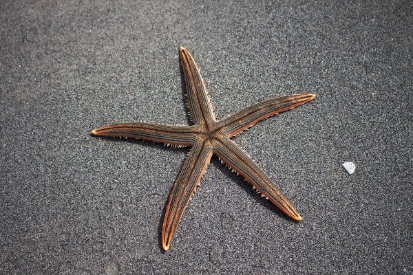 beach,sand,wing,wood,material,starfish