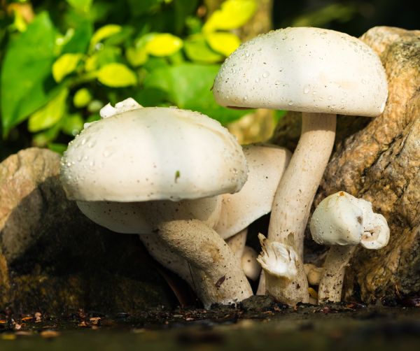 la nature, blanc, goutte de pluie, botanique, champignon, flore