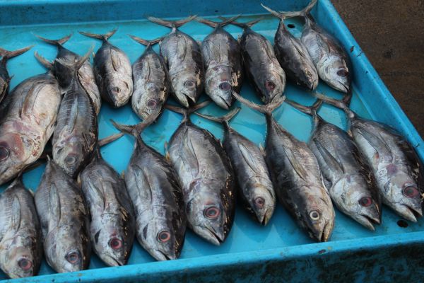 makanan,makanan laut,ikan,sarden,pasar Ikan,bertulang belakang