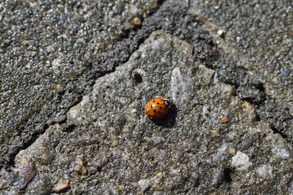 Natur, Blatt, Tier, Tierwelt, Rock, Asphalt