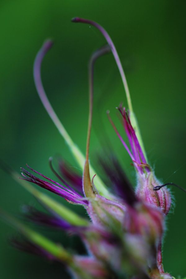 natura, fiorire, pianta, bianca, erba, rugiada