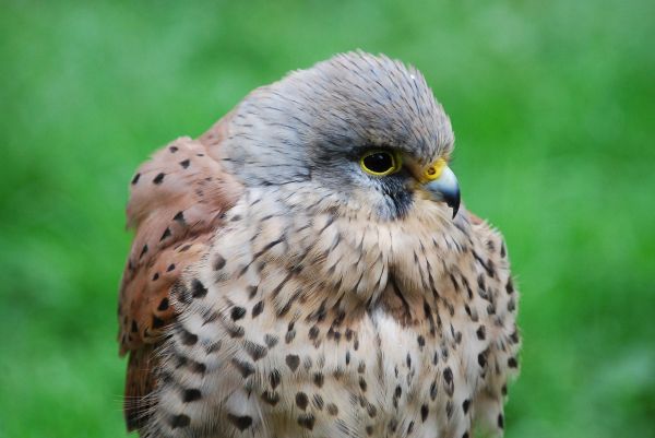 uccello,natura,becco,falco,fauna,uccello rapace