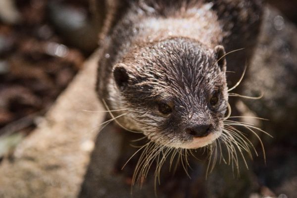 animais selvagens,mamífero,fauna,fechar-se,Bigodes,vertebrado