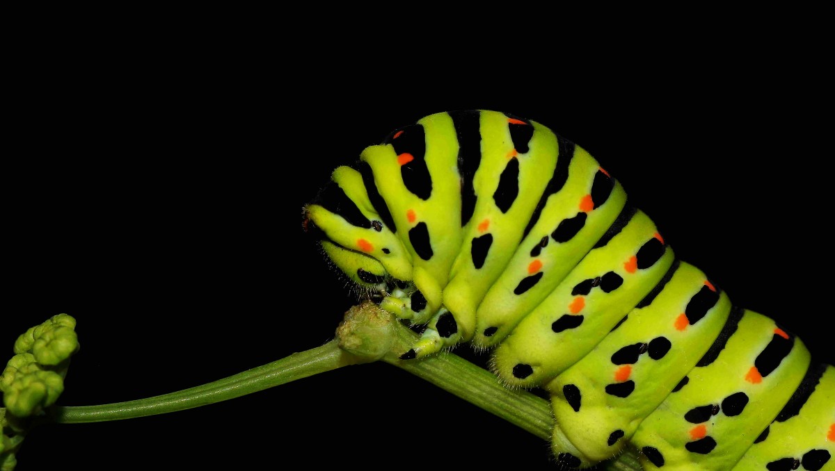 natur, Foto, grøn, insekt, makro, gul, fauna, hvirvelløse, larve, tæt på, dyr, naturaleza, tamron90mmmacro, a77, g, larve, ggl1, gaby1, xovesphoto, animales, gphoto, gabrielcorua, xelodegalicia, sonya77v, sonyslta77v, makrofotografering, organisme, stængelplante, møl og sommerfugle