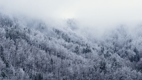 나무, 자연, 숲, 분기, 산, 눈