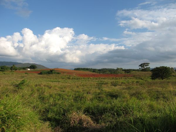 landschap,gras,horizon,moeras,wildernis,berg-