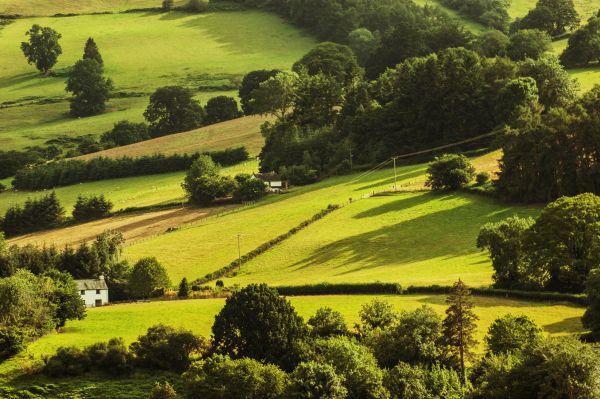 paisaje,árbol,campo,granja,césped,prado