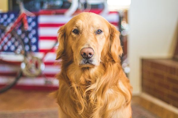 自行车,狗,动物,美国国旗,哺乳动物,金毛猎犬