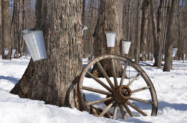 albero,natura,foresta,legna,la neve,inverno