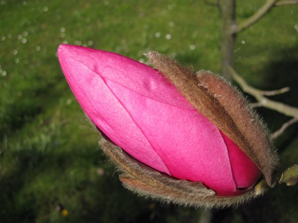 blossom,plant,nature,open,light,leaf