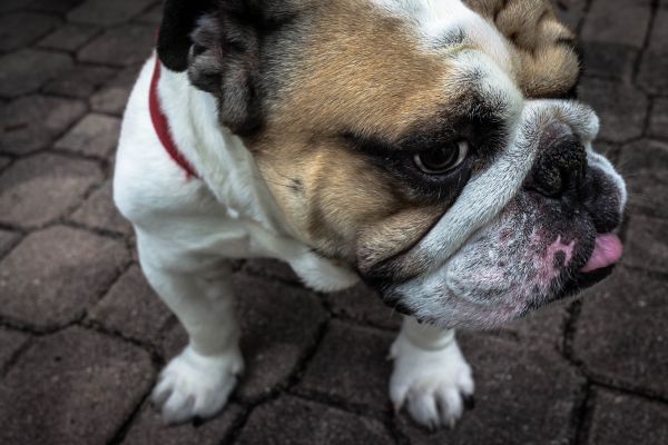 cane, animale, canino, animale domestico, ritratto, cucciolo