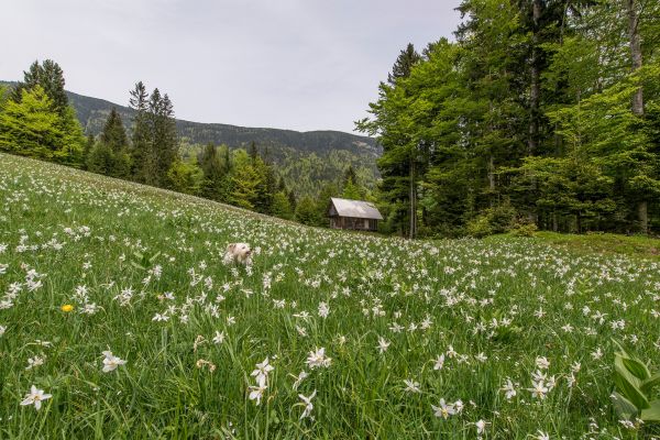 дерево,пейзаж,природа,лес,трава,пустыня