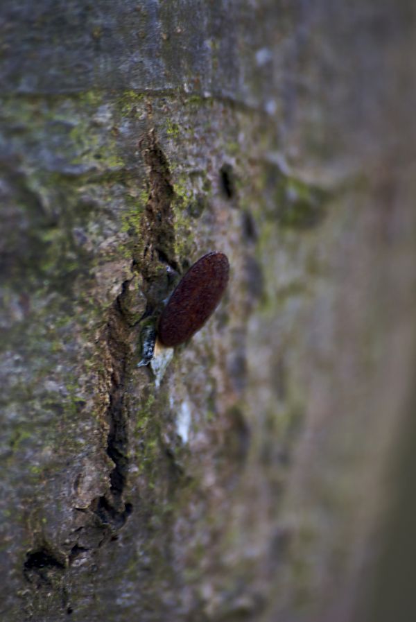 board,leaf,tree,nature,flower,wildlife