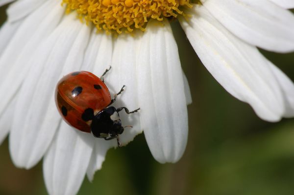 Natur, blühen, Pflanze, Fotografie, Blume, Weiß