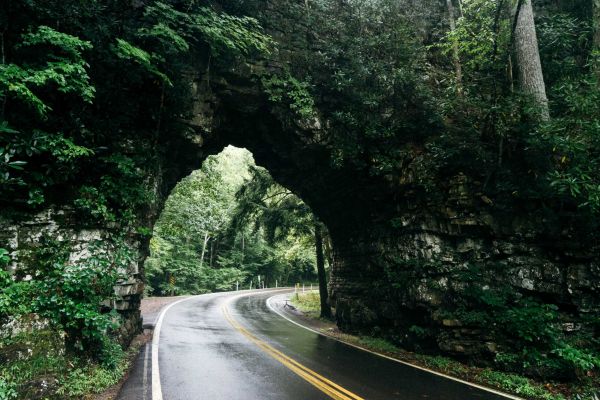 albero, natura, foresta, strada, ponte, tunnel