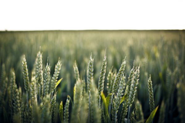 natuur,gras,veld-,weide,fabriek,tarwe