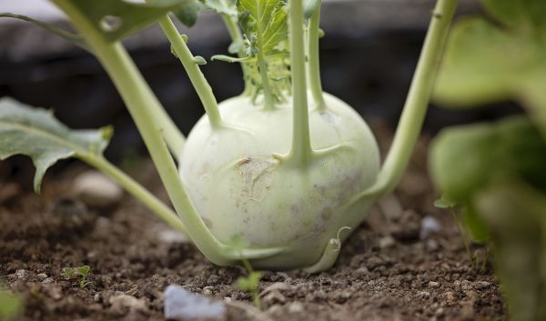 anlegg, blomst, mat, produsere, grønnsak, natur