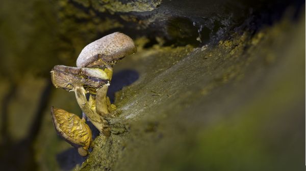 自然,写真,葉,花,野生動物,緑