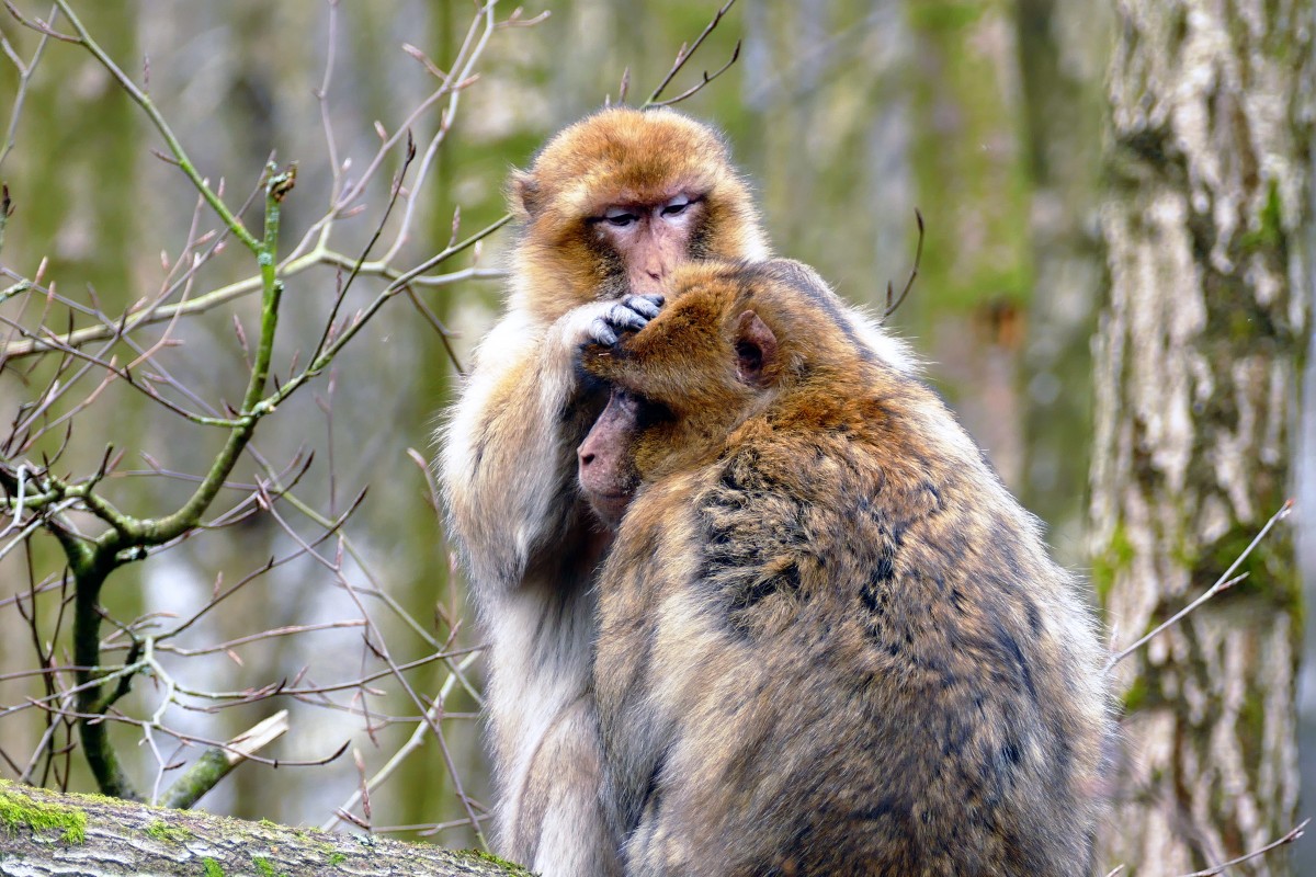 príroda, zviera, roztomilý, zver a rastlinstvo, divoký, zoologická záhrada, prírodný, Afrika, hnedý, cicavec, opice, fauna, primát, opice, ohrozený, stavovcov, Maroko, barbarmi, makak, Macaca, grooming, opice Starého sveta, barbarmi makak, sylvanus