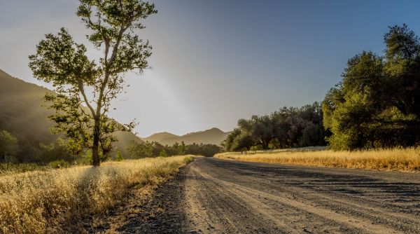 paisaje, árbol, naturaleza, bosque, césped, al aire libre