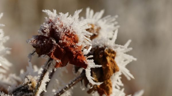 tre, natur, gren, blomstre, snø, kald