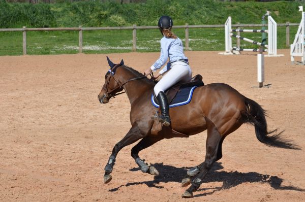 jumping,paard,beteugelen,zoogdier,hengst,wedstrijd