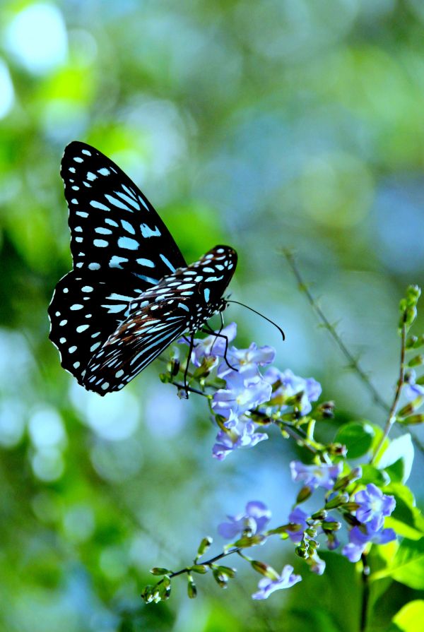 natur, vinge, ljus, fotografi, blomma, solsken