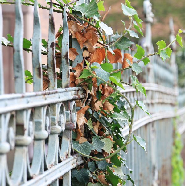 träd,gren,staket,växt,blomma,blad