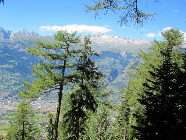 paesaggio, albero, natura, foresta, natura selvaggia, ramo