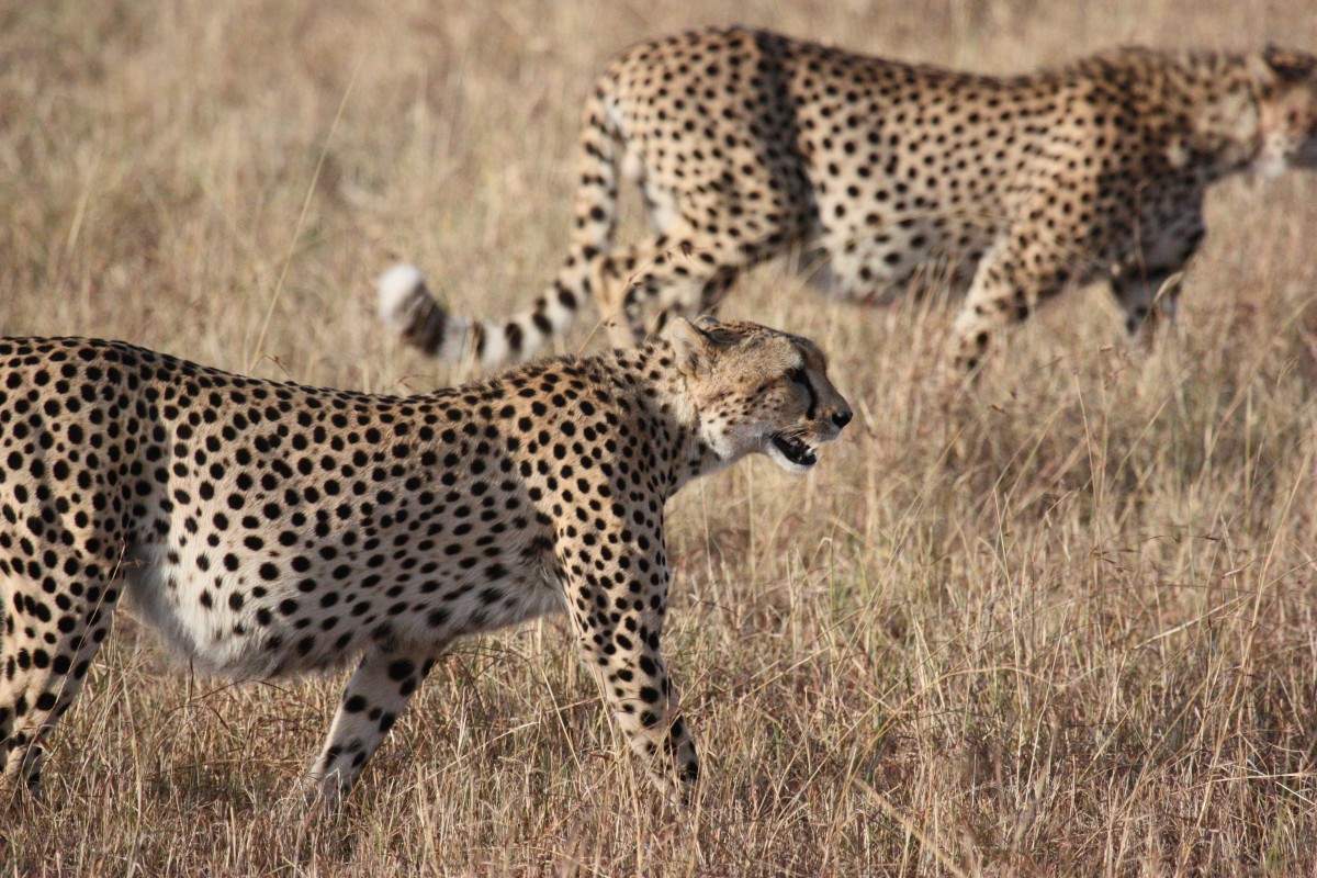 doğa, macera, hayvan, Vahşi hayat, Vahşi, Afrika, kedi, memeli, Yırtıcı, fauna, Vahşi hayvan, leopar, Çita, Çayır, Hayvanlar, omurgalı, Avcılık, Hayvan dünyası, safari, Serengeti, Güney Afrika, Namibya, Doğa serengeti, Çitalar, Hayvanlar yaban hayatı, Kara hayvanı, Hız rekoru, Küçük - orta boy kediler, Kedi gibi memeli