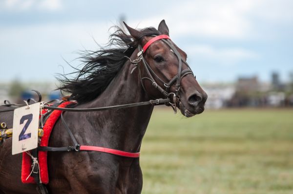 hest,rein,pattedyr,hingst,manke,hovedtøj