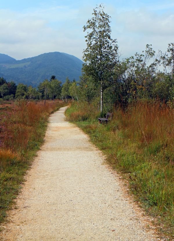 landskap,träd,natur,gräs,vildmark,Berg