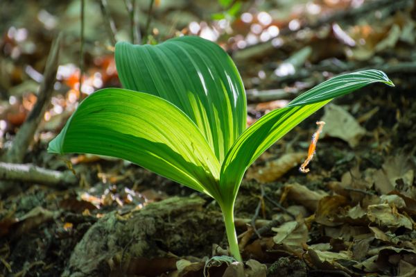 cây, thiên nhiên, rừng, thực vật, Lá, cỏ