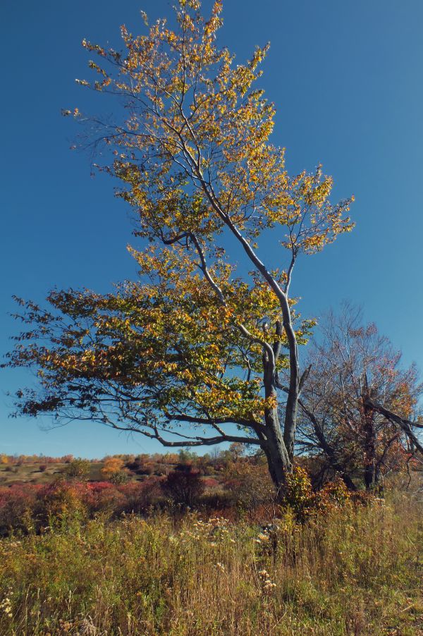 träd,natur,gren,växt,himmel,fält