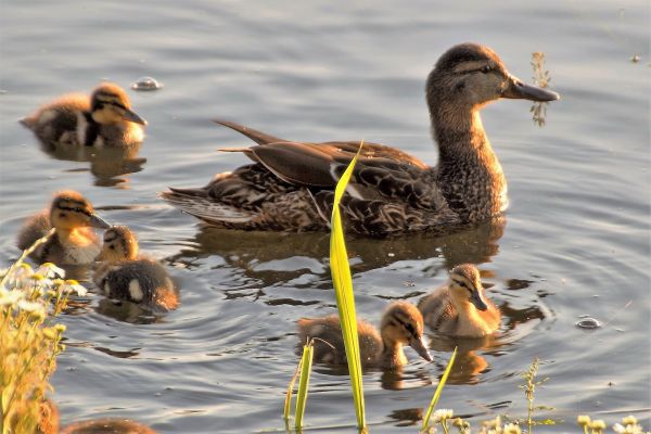 pták,rybník,zvěř a rostlinstvo,divoký,zobák,fauna