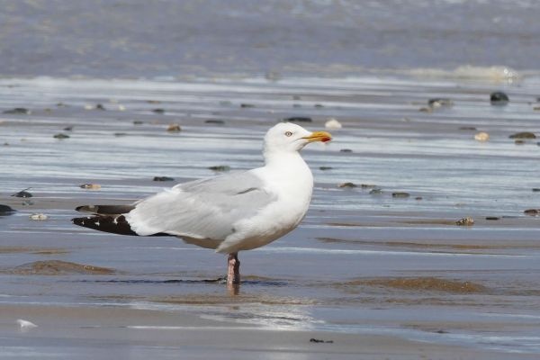 Strand, Landschaft, Meer, Küste, Wasser, Natur