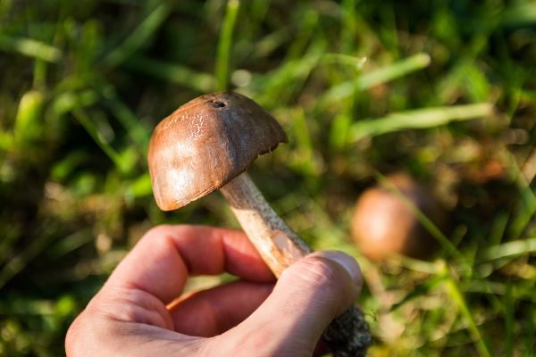 pădure, animale sălbatice, natură, iarbă, peluză, verde