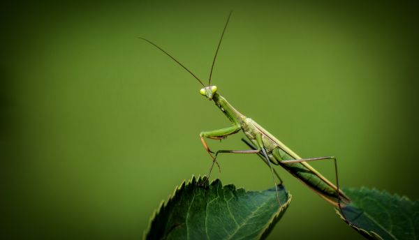 자연,비행,사진술,잎,부시,녹색