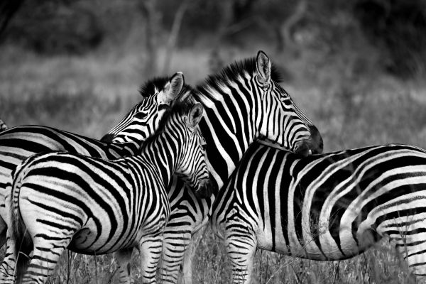 Schwarz und weiß,Fotografie,Tier,Tierwelt,Stehen,Afrika