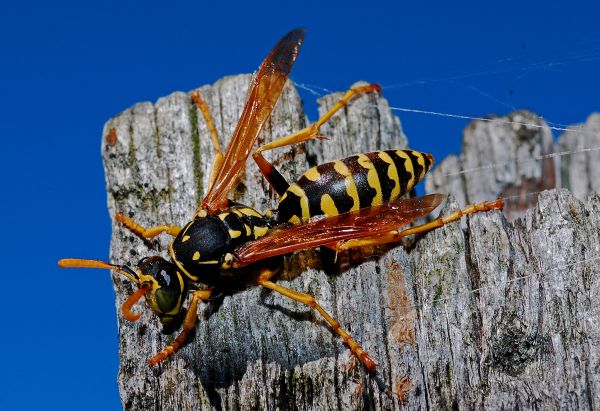 la nature,animal,insecte,Macro,de plein air,la biologie