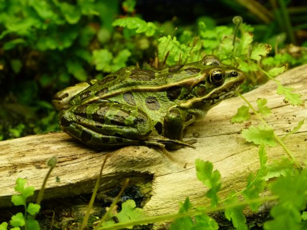 nature, animal, wildlife, green, jungle, frog