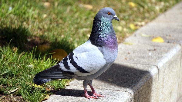 natur,fågel,djur-,vilda djur och växter,näbb,fauna